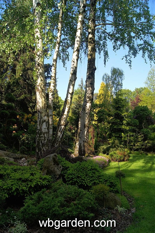 wbgarden spring 51.JPG